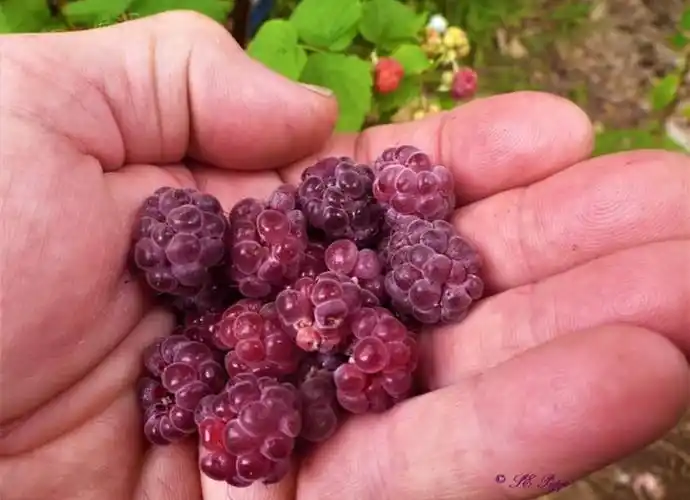 惊艳的紫色树莓glencoe