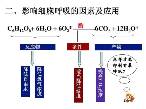 细胞呼吸公开课 光合作用过程 细胞呼吸的影响因素 细胞呼吸说课稿