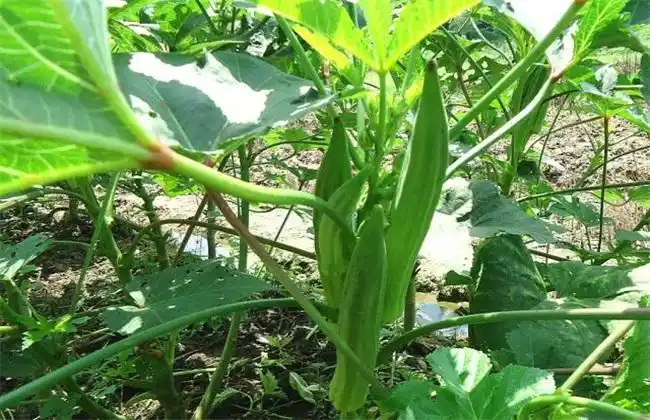 秋葵种植技术方法技巧