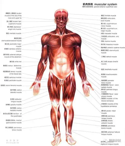 人体图谱丨肌肉与关节|解剖学|组织学|病理学_网易订阅