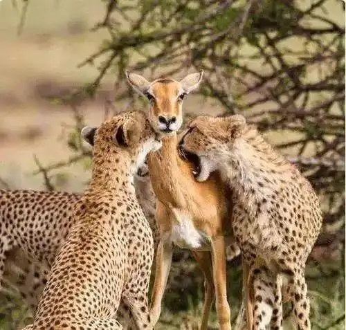 all鹿勋鹿灿鹿_鹿跳跳_勋鹿牛鹿开鹿灿鹿校园