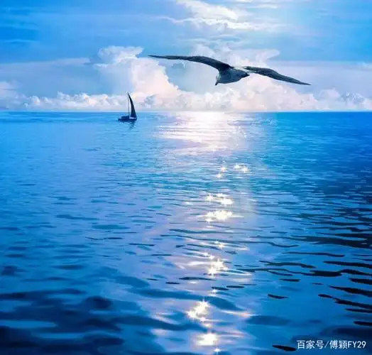 蓝天,大海,海鸥