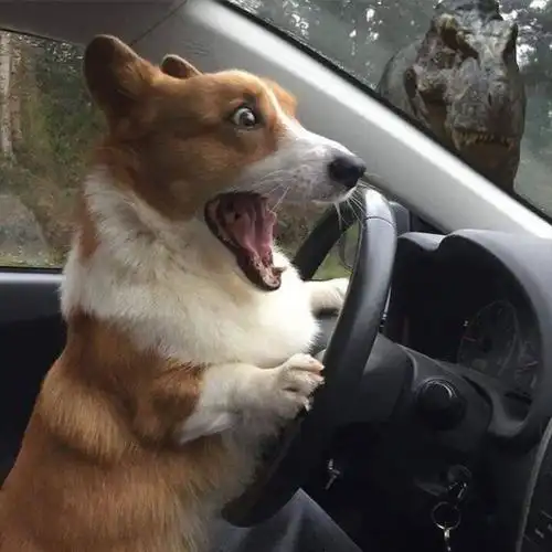 [组图]网友脑洞大开 "老司机"柯基犬乱入各种影视作品