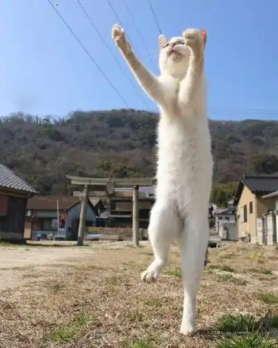 现在的猫,都已经学会了直立行走了吗