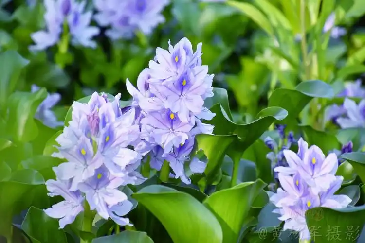 维管束散布其间,黄绿色至绿色;叶柄基部有鞘状黄绿色苞片;花葶多棱