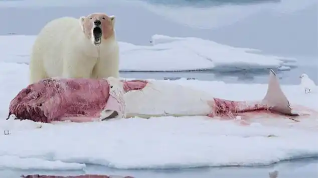 北极熊捕食1吨重的白鲸,一口咬住脑袋,场面令人震惊!