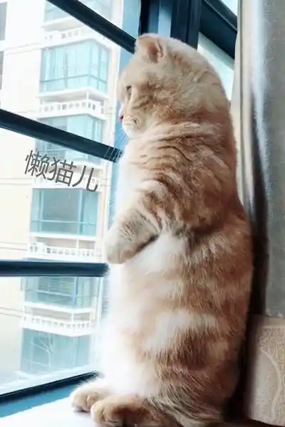 小萌猫站在窗台上望眼欲穿,一看到铲屎官的身影,激动得