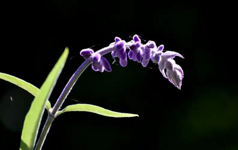 鼠尾草图片大全高清图片(鼠尾草图片大全高清图片可爱)