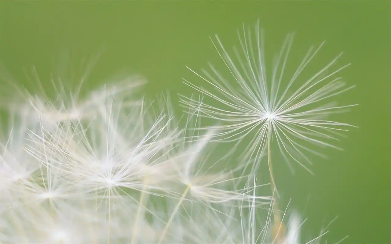 小清新蒲公英唯美桌面壁纸图片高清大图预览1920x1200_植物壁纸下载