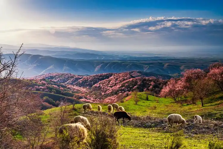 新疆福寿山杏花沟大西沟