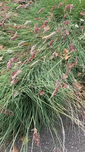 红毛草(鸭舌头)