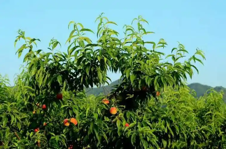 孙猴子进了王母娘娘蟠桃园!