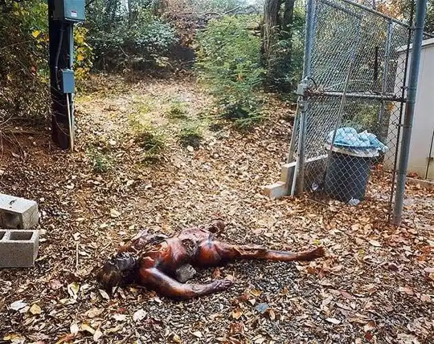 世界上最恐怖的五大尸体农场,看着都瘆的慌