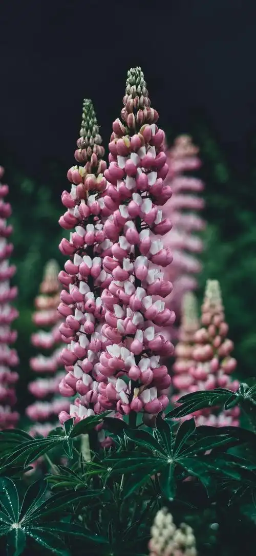 粉红羽扇豆花,朦胧的背景 iphone 壁纸