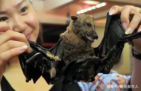 吃蝙蝠的人是无知还是在显示胆量