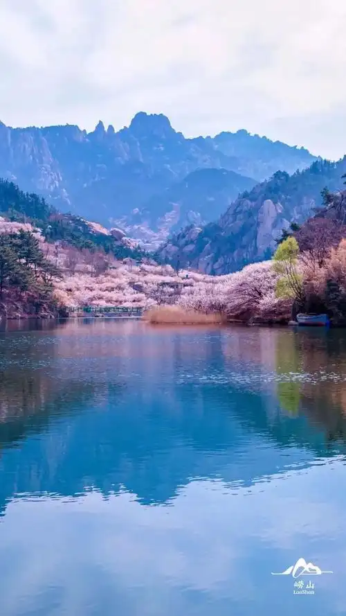 来崂山上22春22山2205青岛崂山风景名胜区公众号