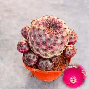 红丽丸仙人球 群生进口开花多肉植物 无刺日本花卉带小仔非紫丽丸