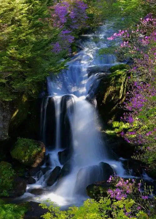 杜鹃花和瀑布日航日本枥木县