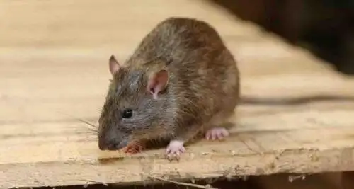 老鼠白天会出来吗会夜间出没白天无人也会出现