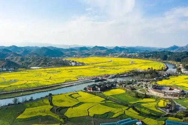 贵定金海雪山已是一片金黄,今年的花期将持续到→|赏花|坝区|贵定县