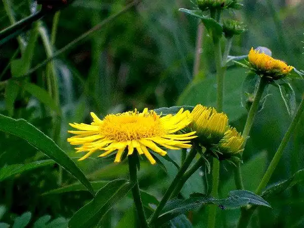 冰菊物语--草花行