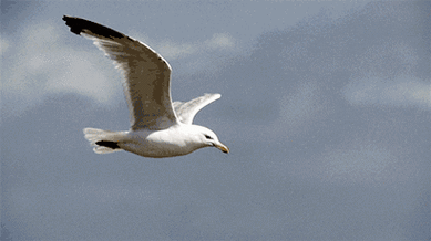 410_230gif 动态图 动图