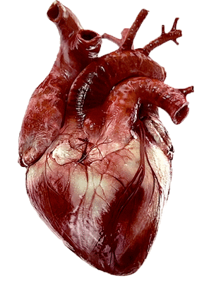 细菌|心脏|能量_新浪新闻