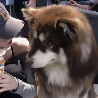 男友是狗的情侣头像超甜一女一狗的情侣头像图片