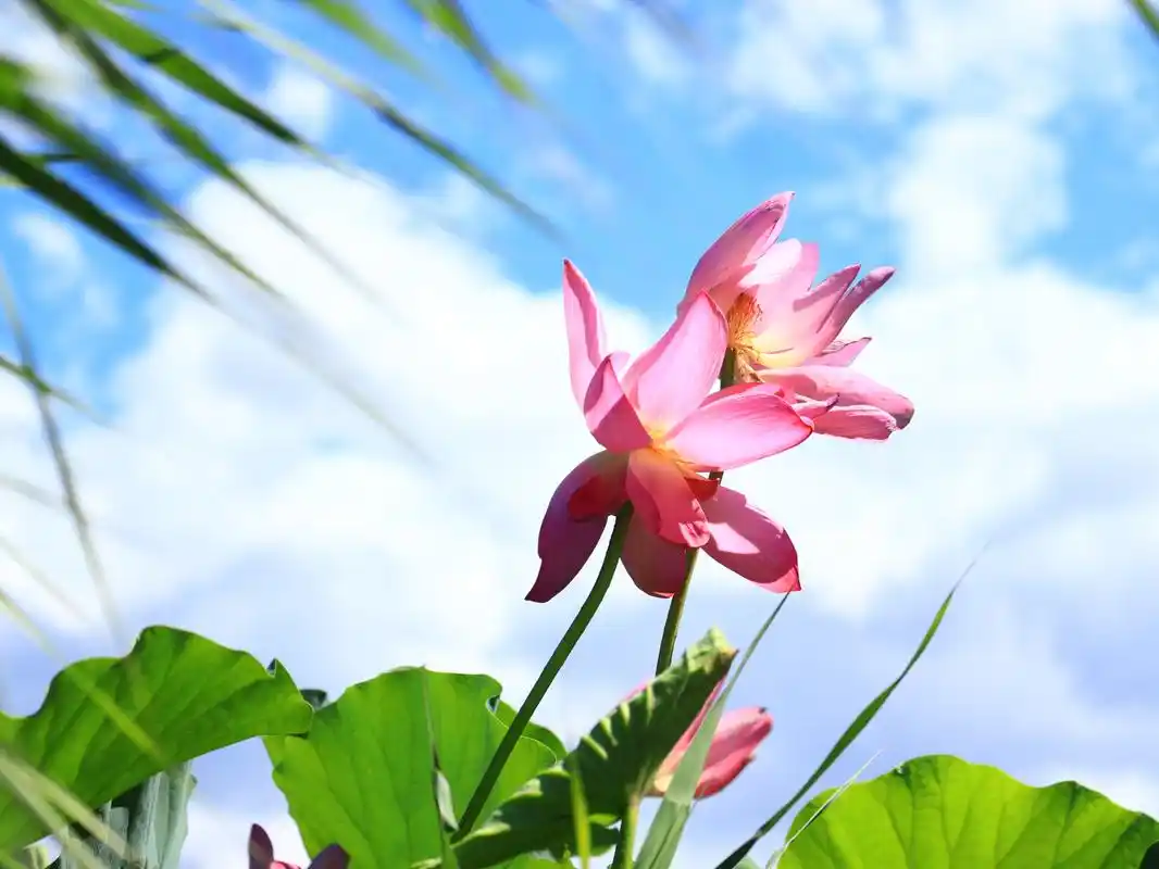 蓝天白云映衬下,风吹舞动的荷花  #摄影爱好者联盟