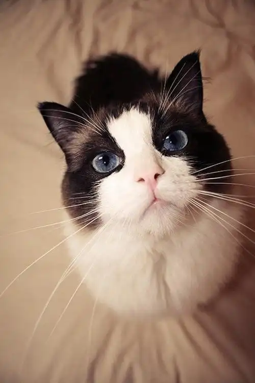 可爱小猫咪图片超好看的手机壁纸