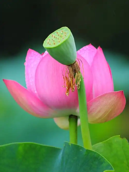雨后荷花(花舞人间)