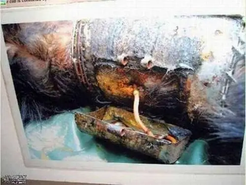 从熊身体取胆汁看人类的残忍