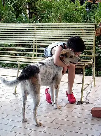 我家的狗狗和我的狗儿子