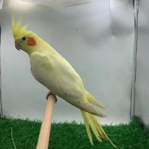 玄凤鹦鹉活体学说话中型手养黄化玄凤牡丹鹦鹉可繁殖鹦鹉活鸟活物 不