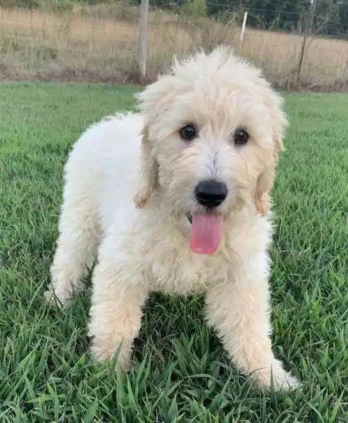 goldendoodle金贵犬