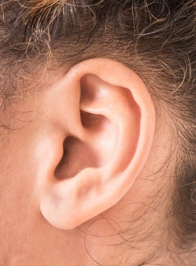 耳朵的形状,女性的耳朵关闭