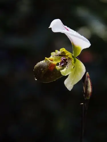 白旗兜兰 - 自然类-摄影大赛2016 - 国家地理中文网