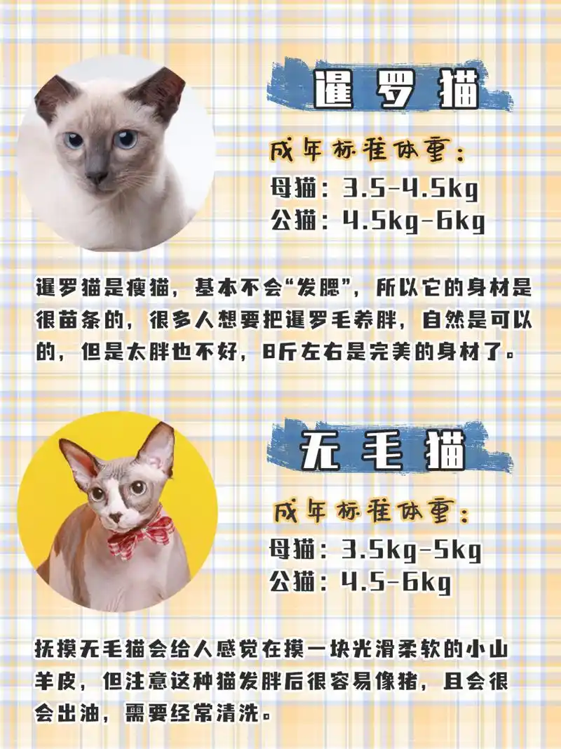 99 英短: 成年标准体重:母猫:4-5.5kg, 公猫:6-7.