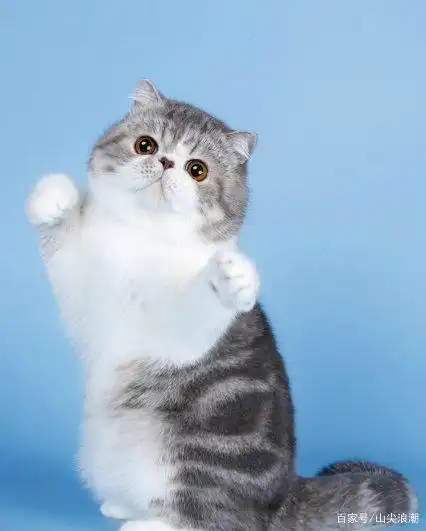 异国短毛猫像波斯猫一样文静,和人亲近,又像美国短毛猫一样顽皮