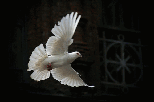 《飞吧鸽子 黑鸭子唱》图片