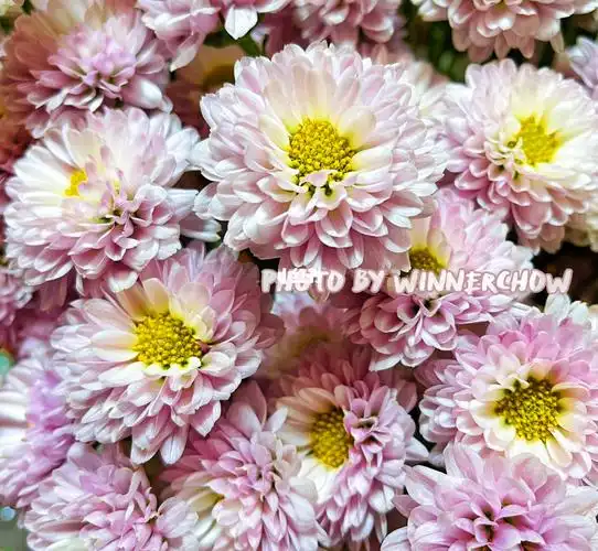 部分花努力测试小雏菊图片