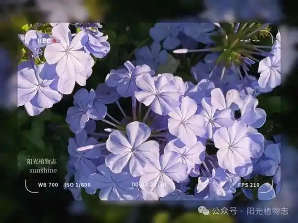 白花丹的纯洁如云朵