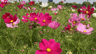 320_180gif 动态图 动图