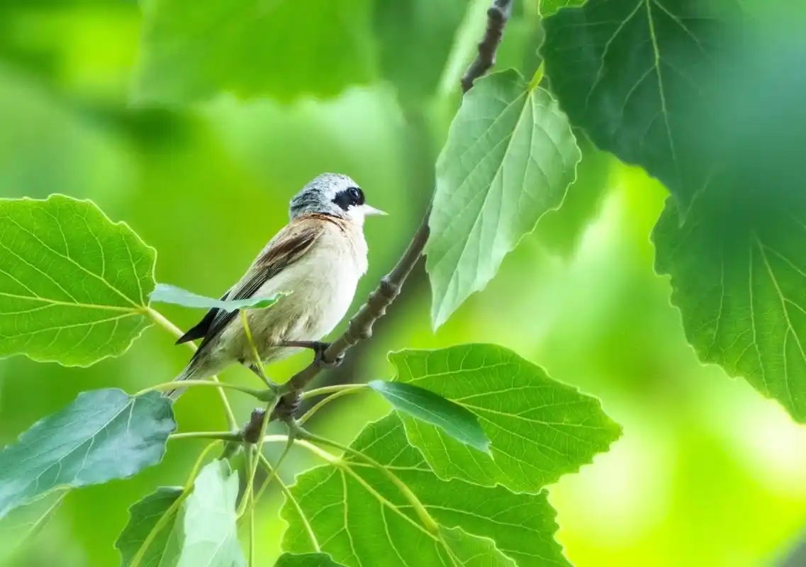 中华攀雀#野生鸟类摄影 #爱护大自然保护野生动物 #爱鸟护鸟 - 抖音