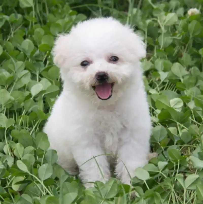 狗狗的种类及图片名称?