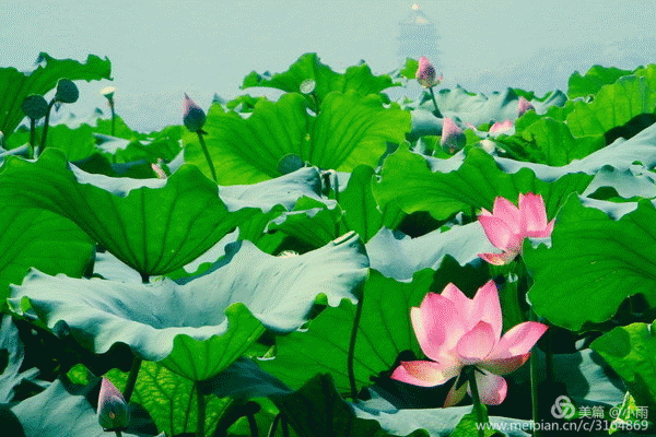 600_400gif 动态图 动图