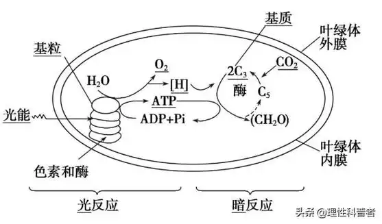 光合作用的过程图解高中生物光合作用笔记