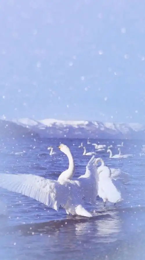 今天来一波炒鸡炒鸡可爱的聊天背景图