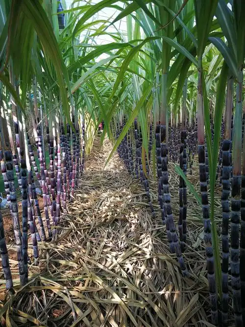 高阳山甘蔗林散心