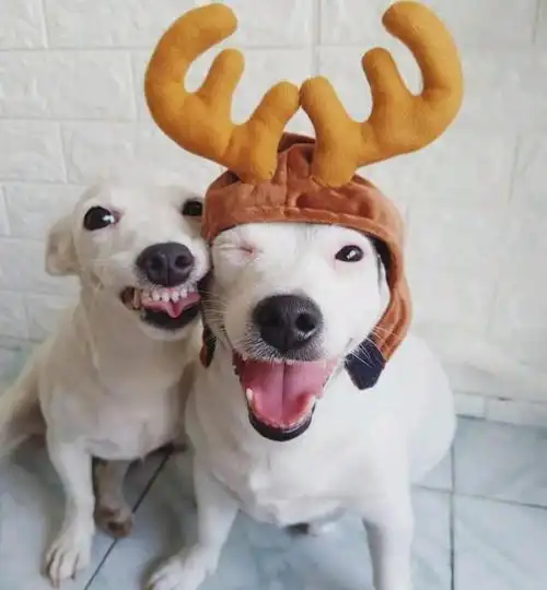 哄女孩子开心的笑话哄女孩开心的幽默笑话